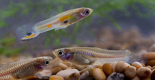 熱帯魚
