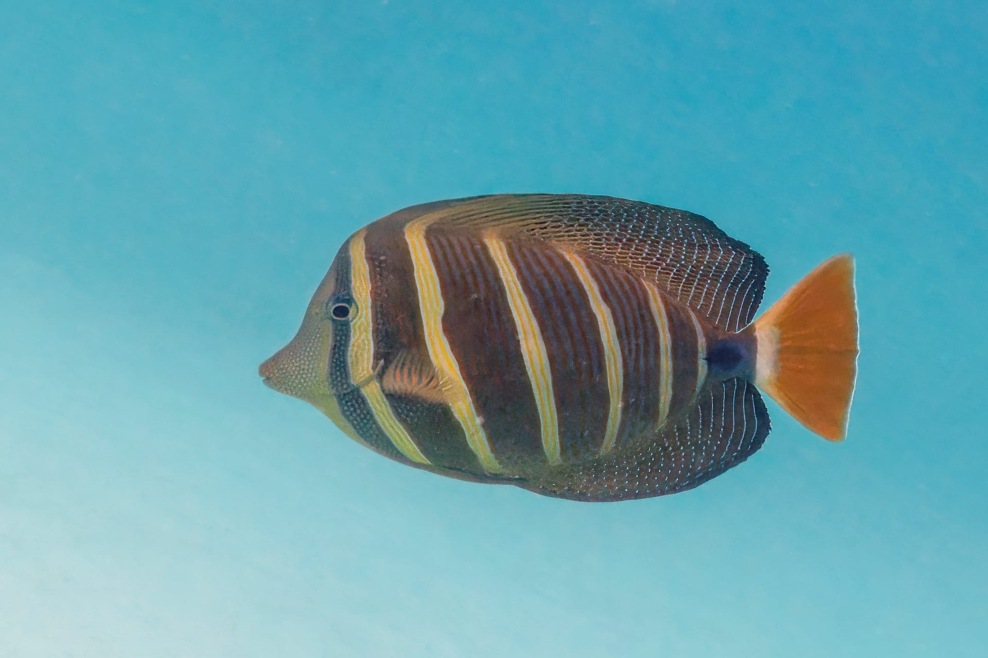 Sailfin Tang (Zebrasoma velifer)