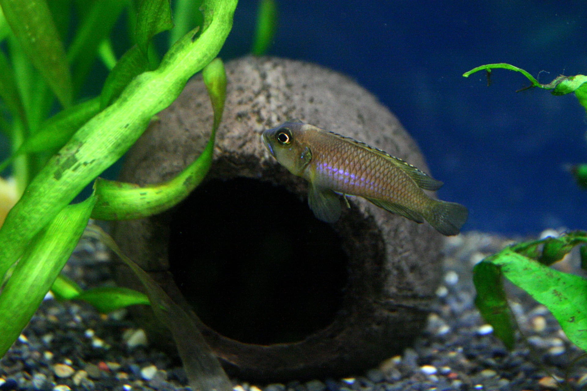 眼斑貝殻卧龍 (Lamprologus ocellatus)