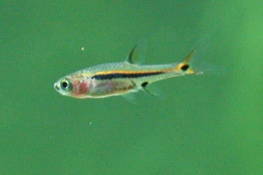感嘆号小鱼（Boraras urophthalmoides）