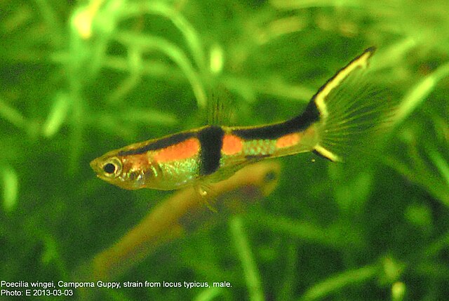 Endlers Livebearer