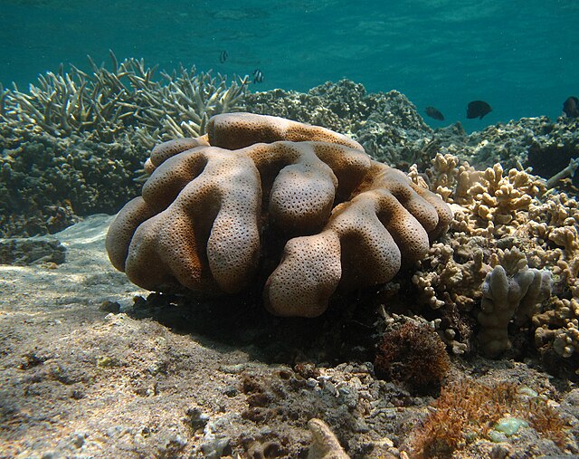 Cyphastrea
