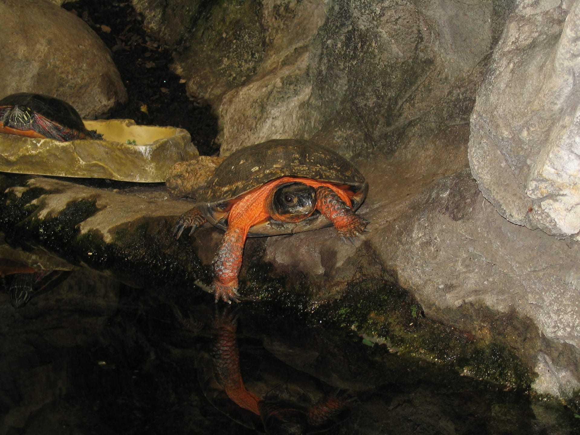 Wood Turtle