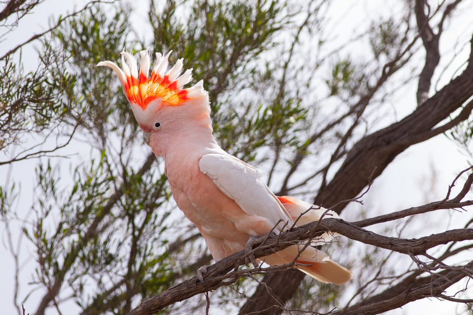 クルマサカオウム