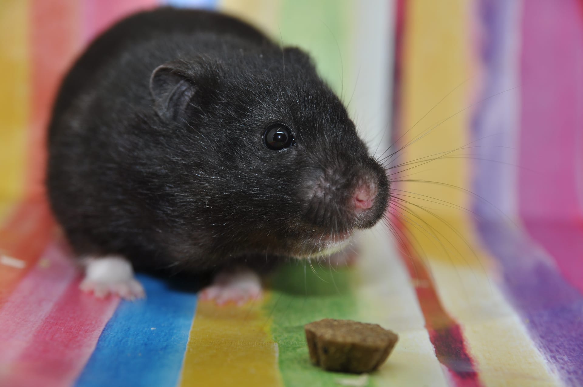 Black Golden Hamster