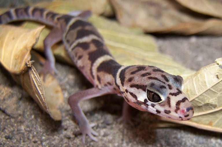 帶紋肉趾虎 (Coleonyx mitratus)