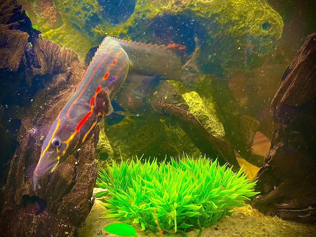 Fire Eel