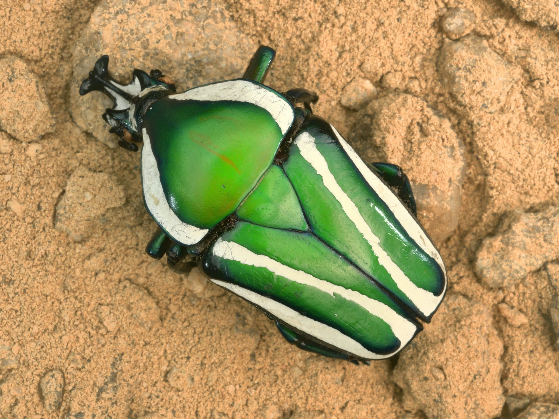 Derby's Flower Beetle