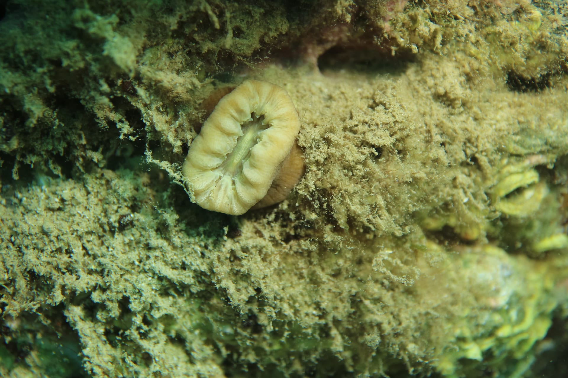 Balanophyllia