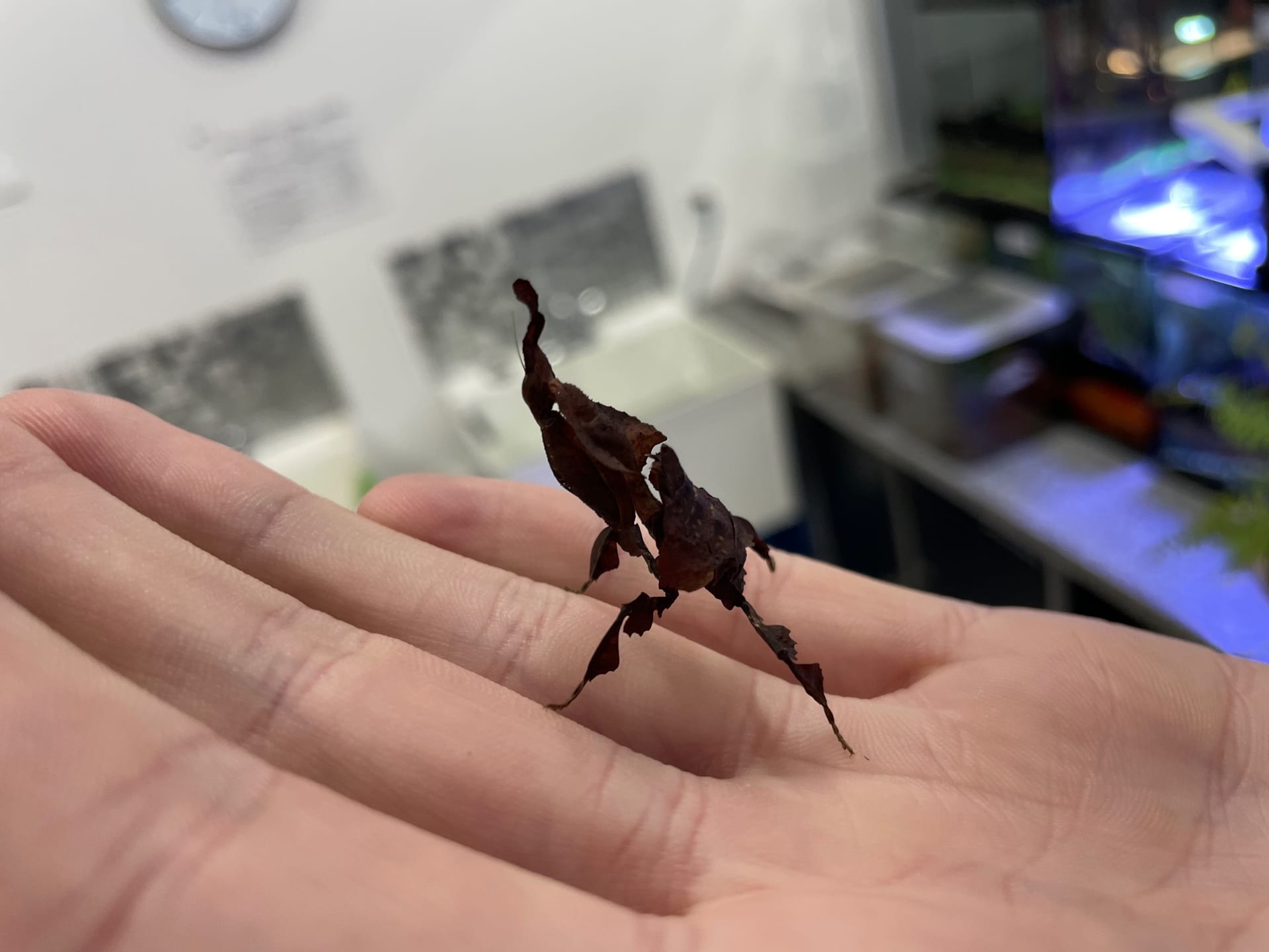 Ghost Mantis