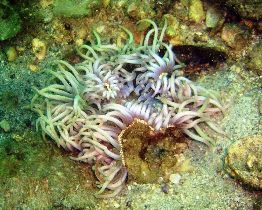 Sebae Anemone