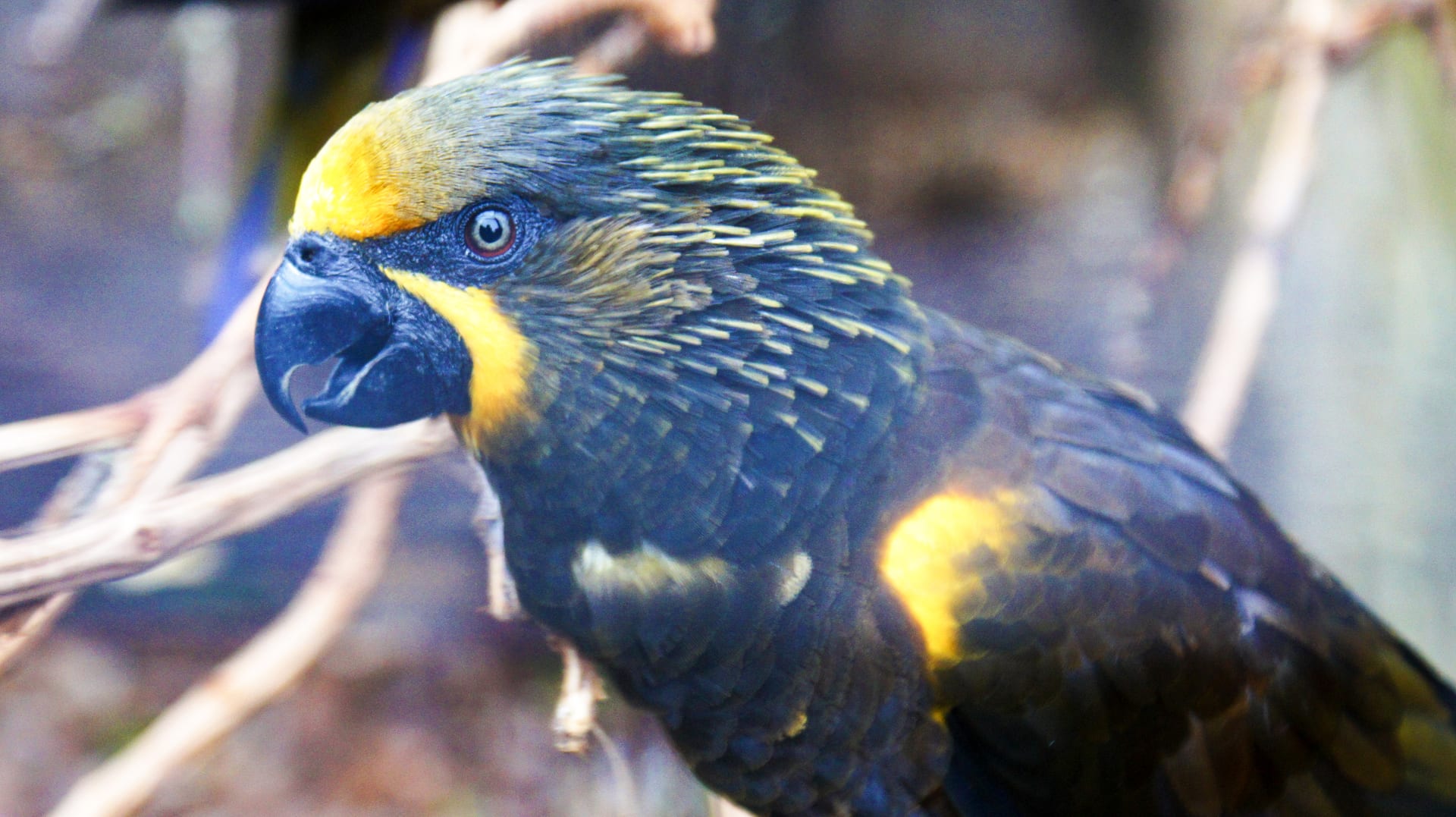 キバネインコ