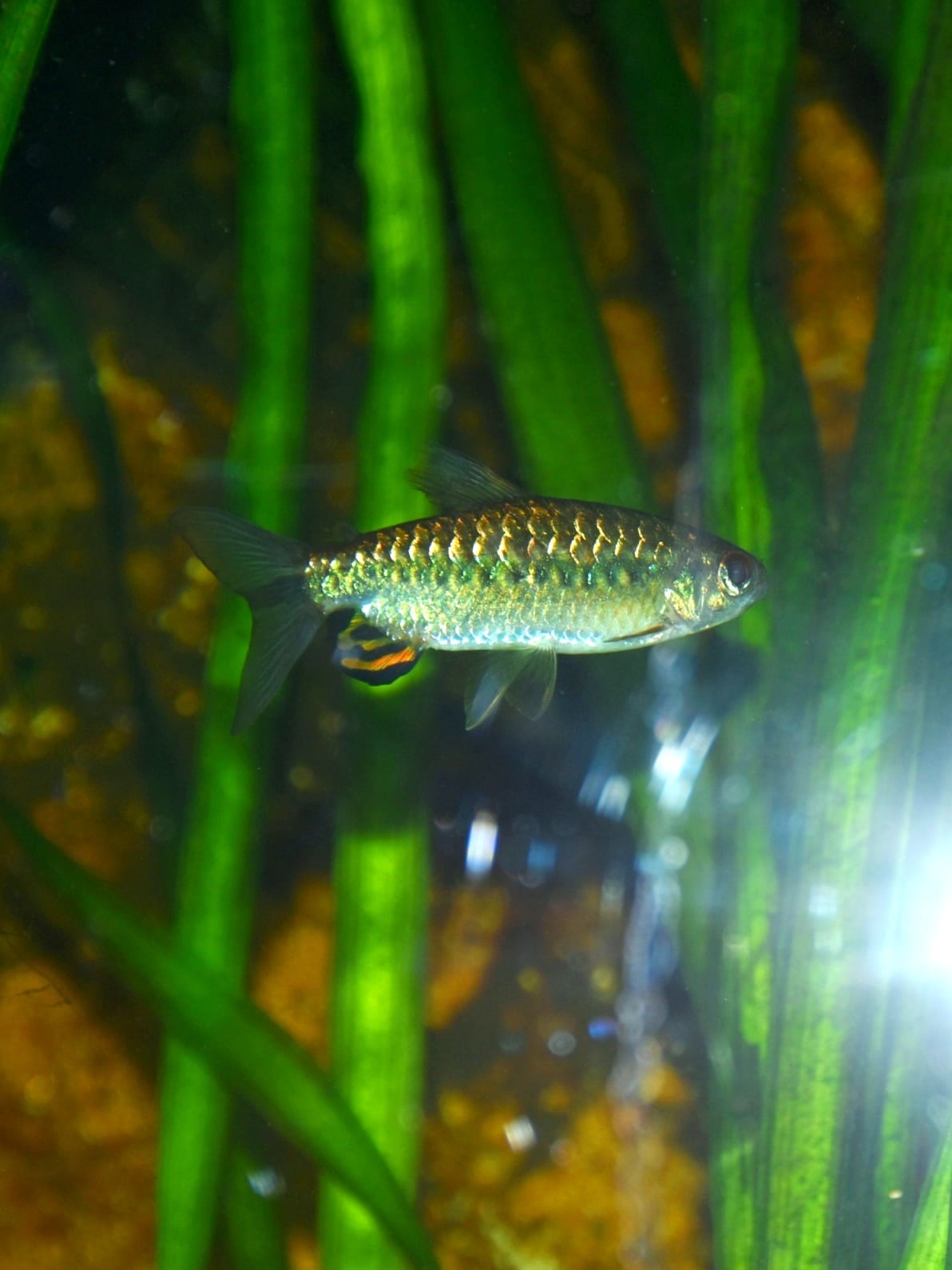 African Red-eyed Tetra