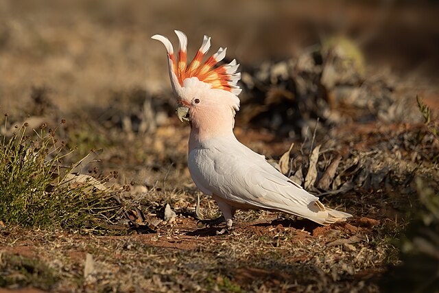 Major Mitchell's Cockatoo