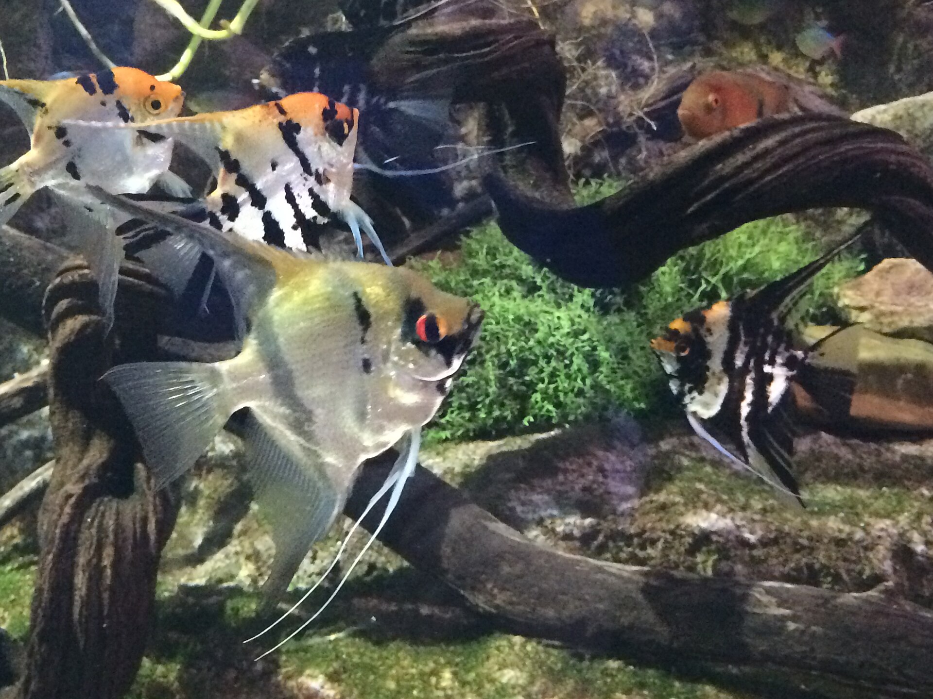 神仙魚