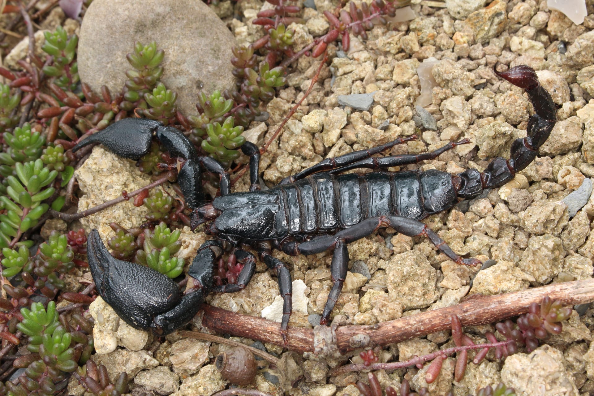 Javan Blue Forest Scorpion