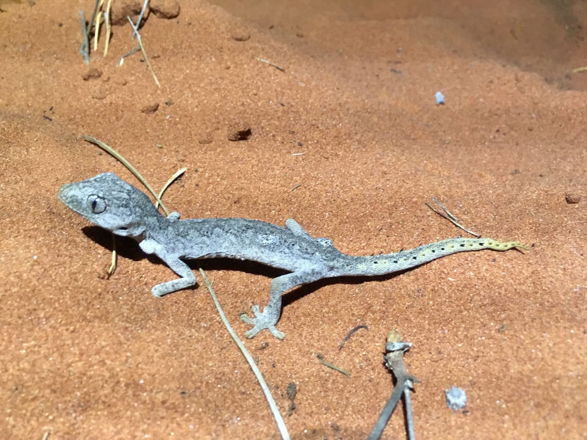 Northern Spiny-Tailed Gecko