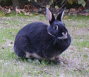 シルバーマーチン