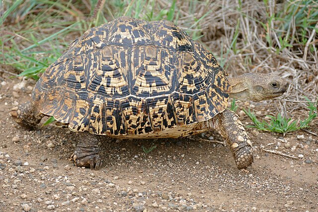 ヒョウモンリクガメ
