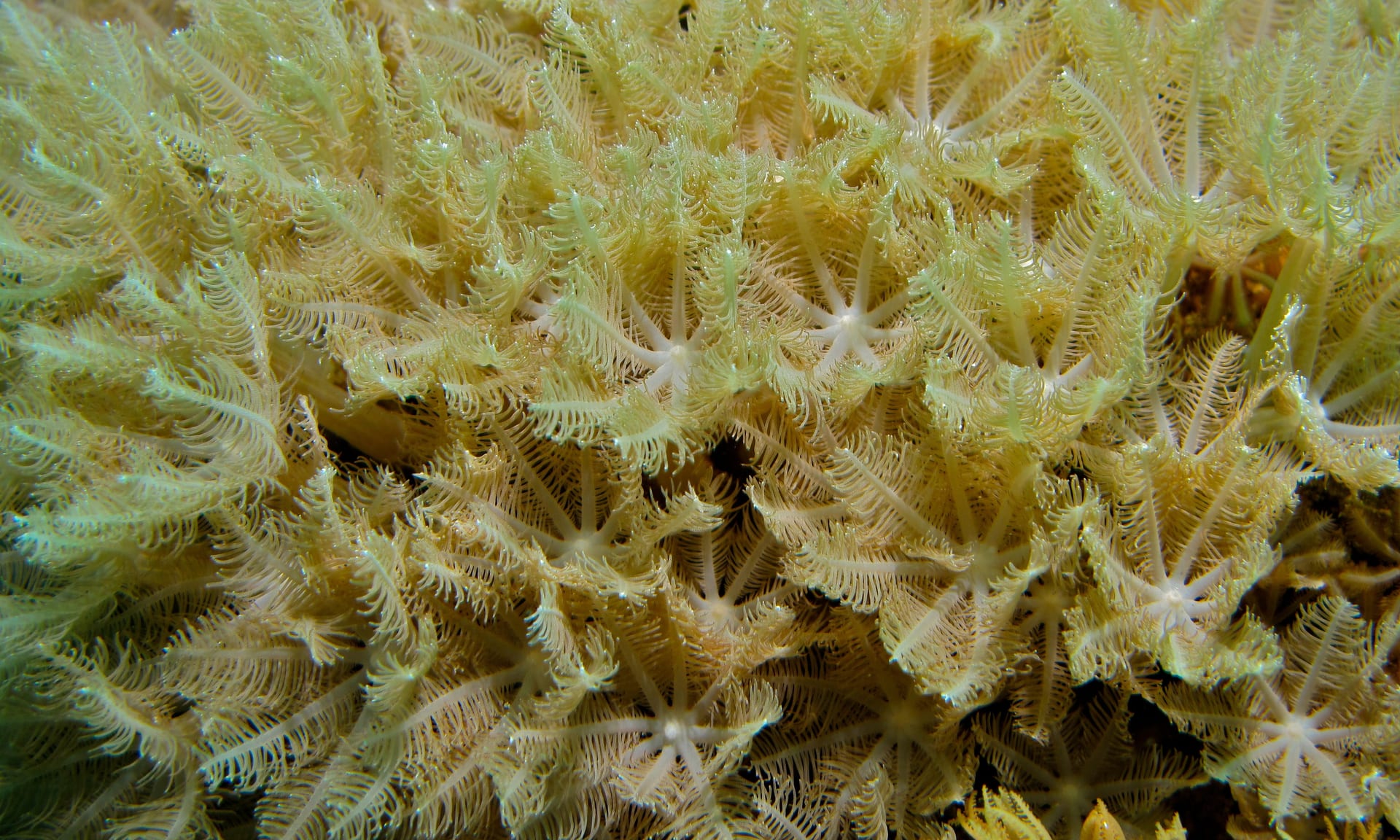Clove Polyps (Clavularia)