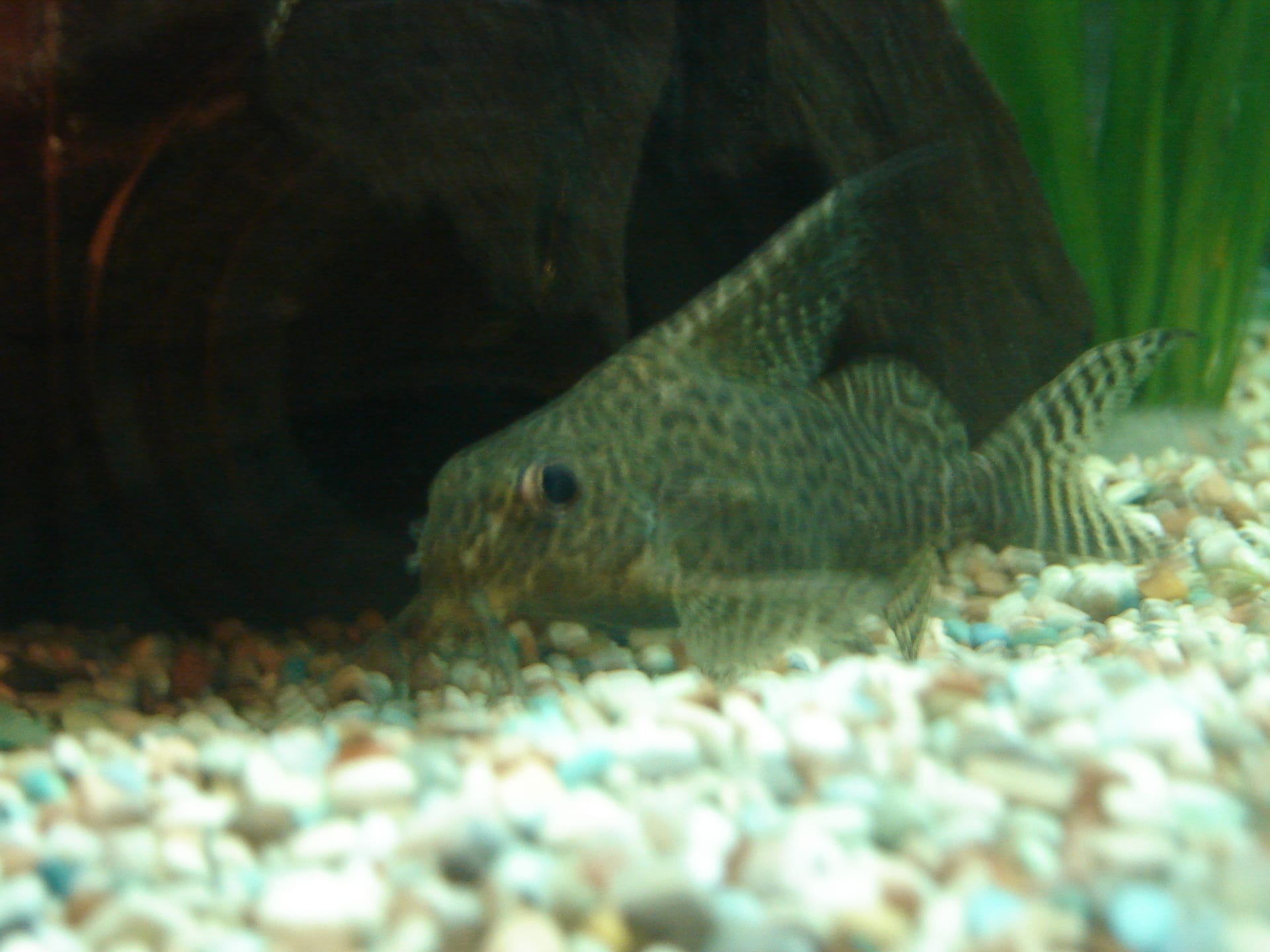 羽毛背油鯰 (Synodontis eupterus)