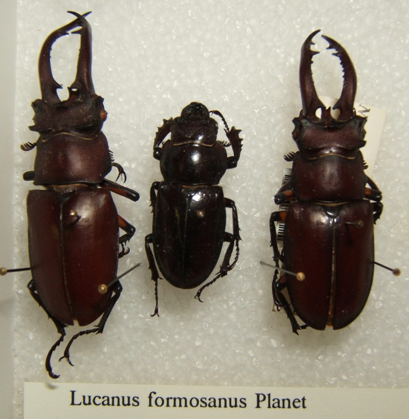 Taiwanese Stag Beetle