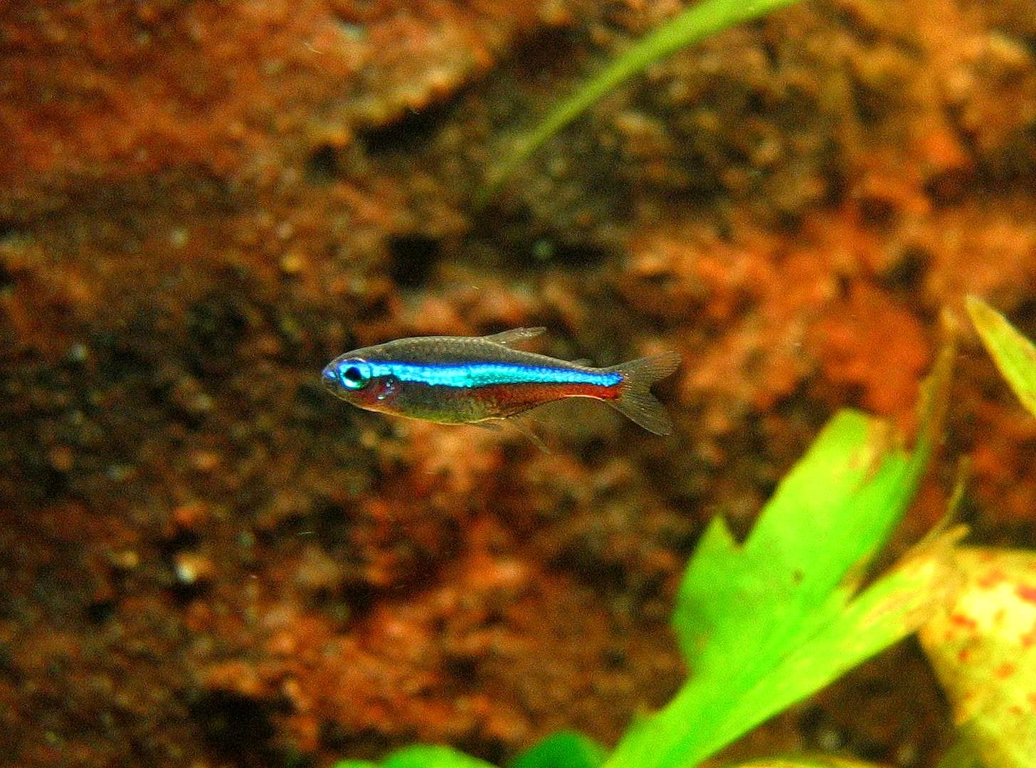 綠霓虹燈魚