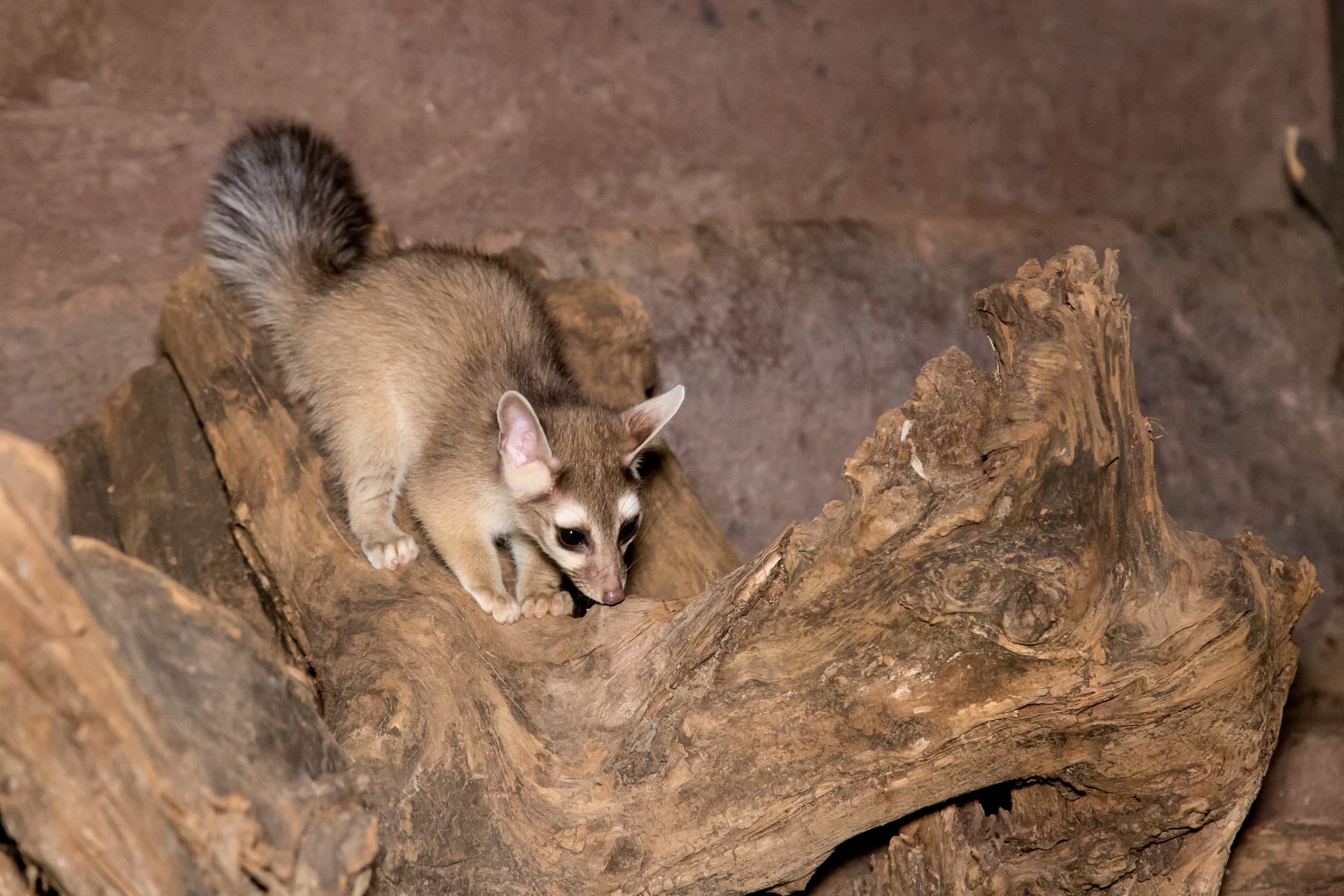 Ringtail
