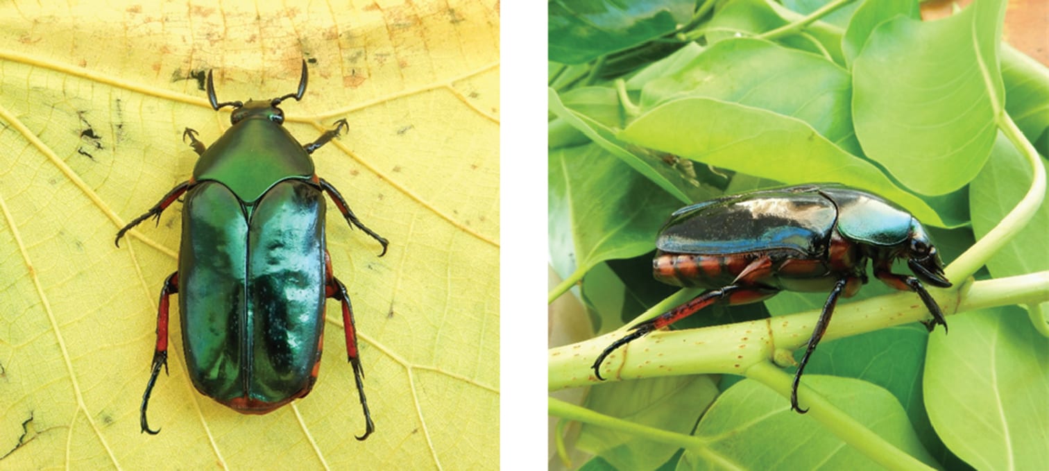 Orichalca flower beetle