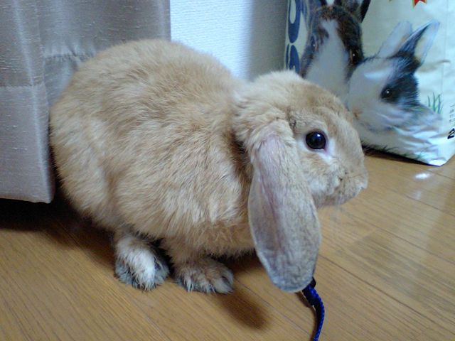 荷兰垂耳兔