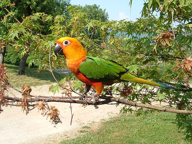 ナナイロメキシコインコ