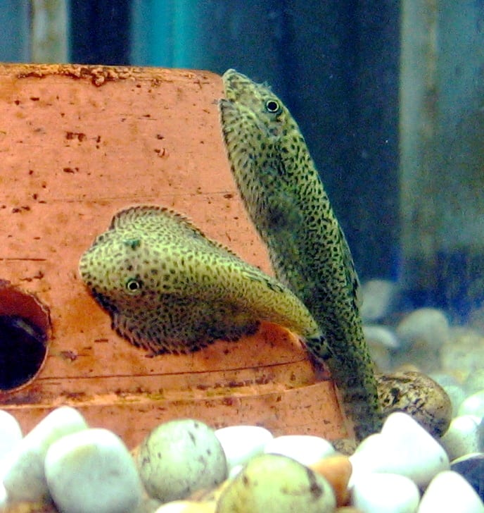 Hong Kong Pleco