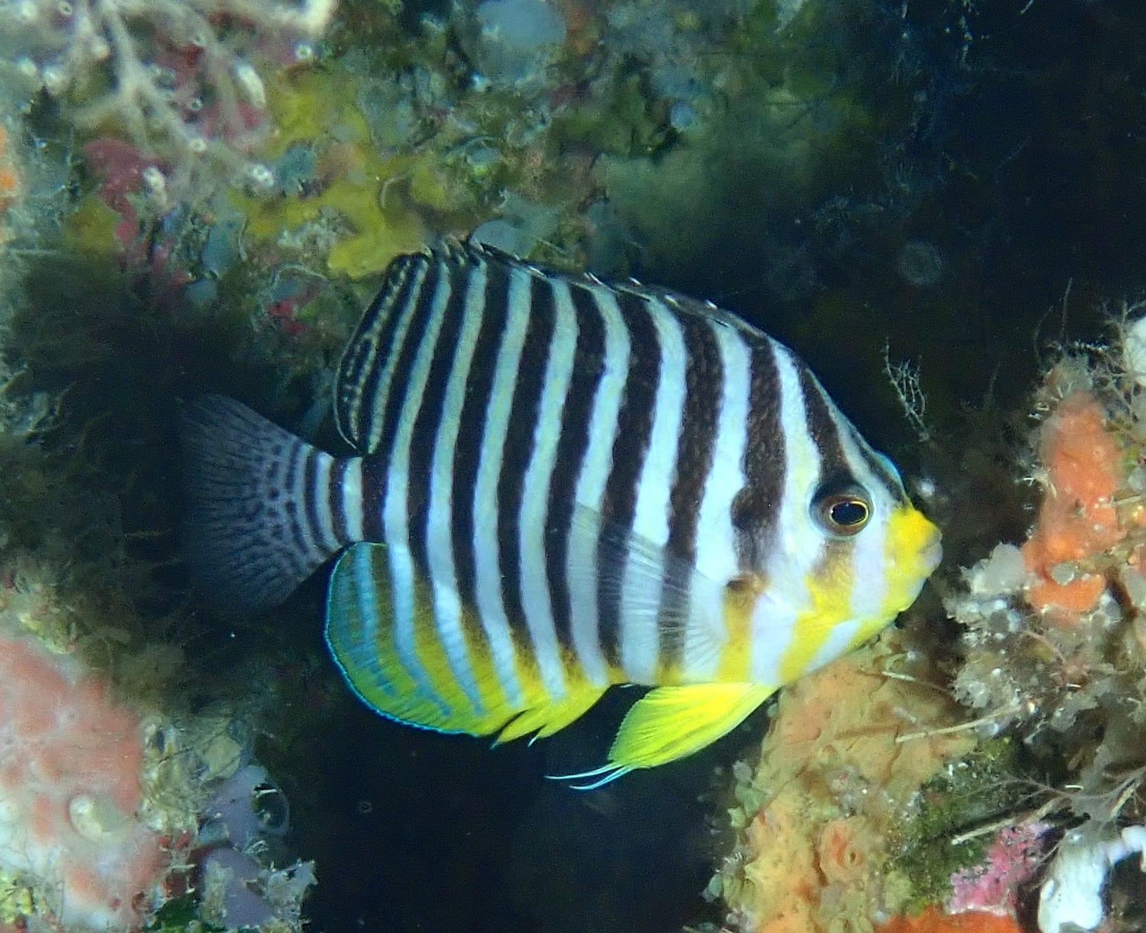 シマヤッコ
