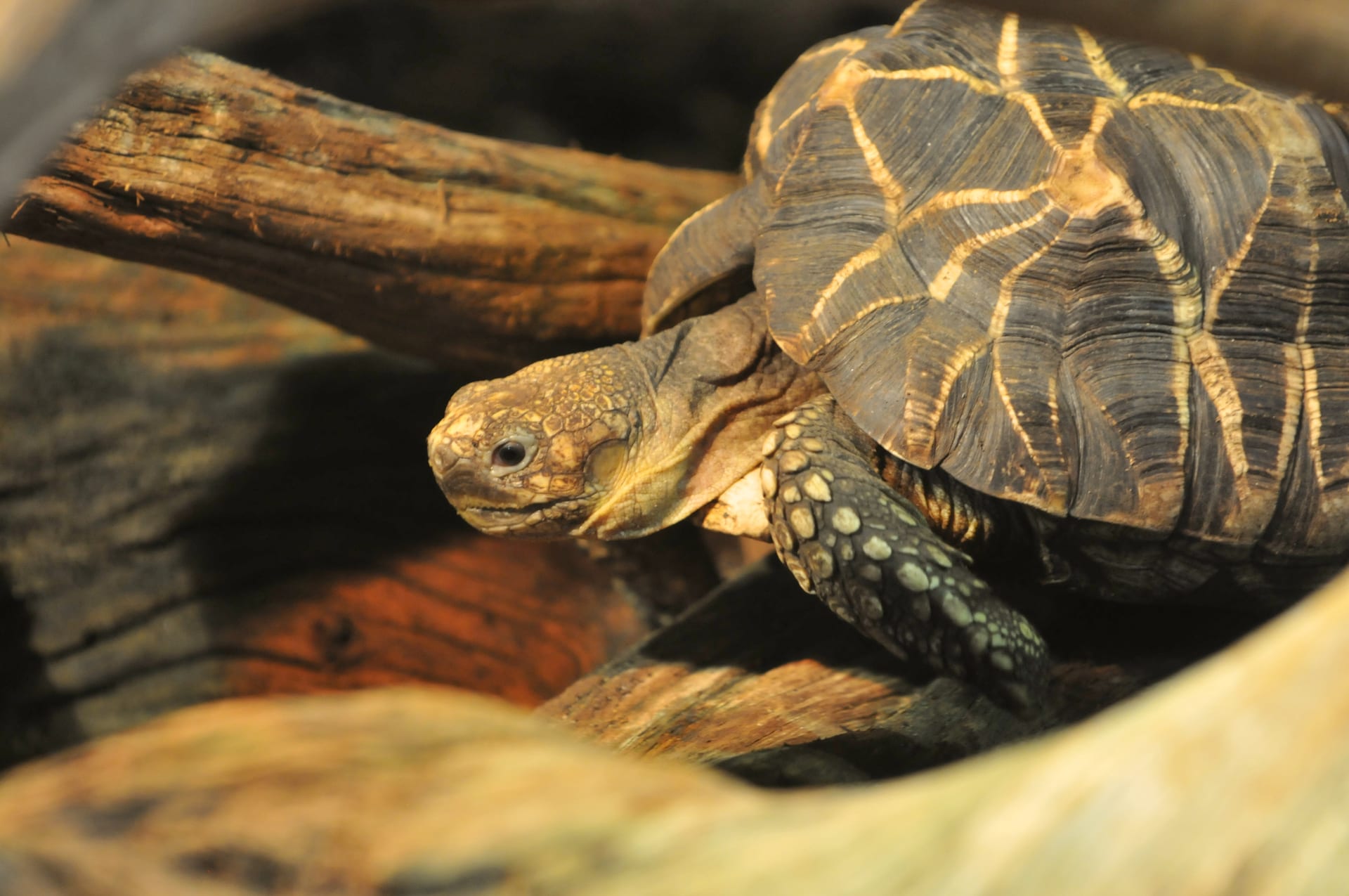 Burmese Star Tortoise