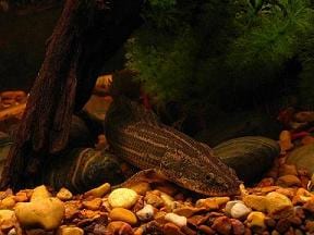 拉普拉第多鰭魚