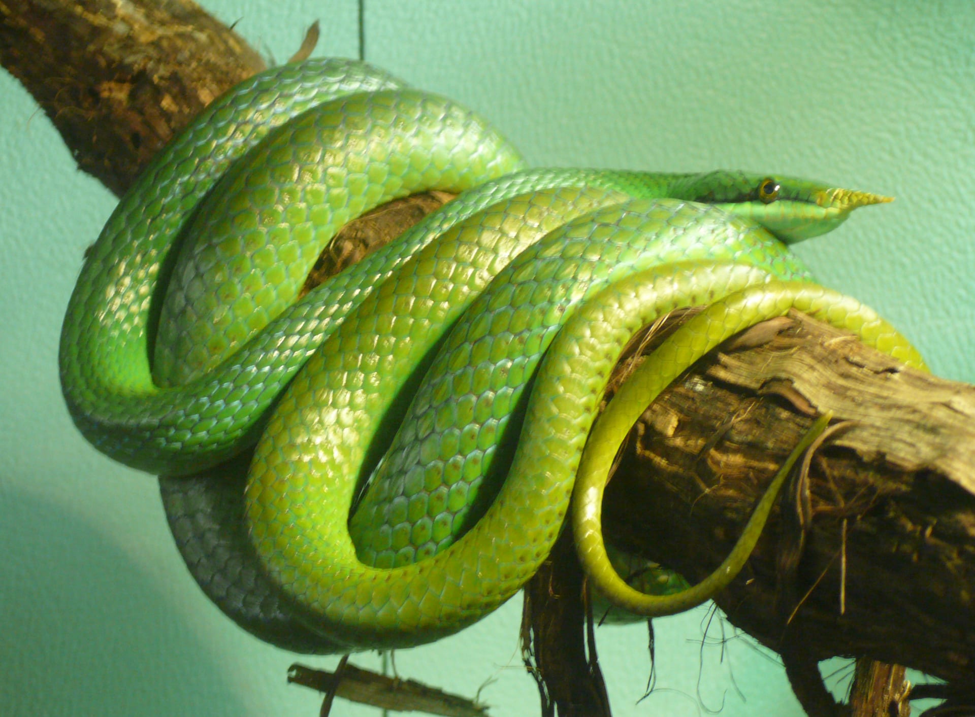 Rhinoceros Rat Snake