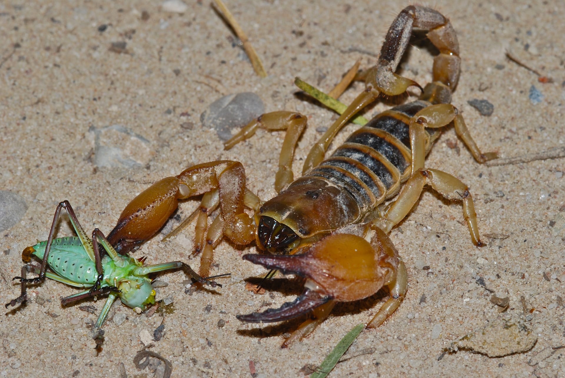 Tricolor Burrowing Scorpion