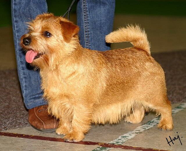 犬
