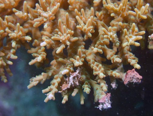 粒狀表孔珊瑚（Acropora granulosa）