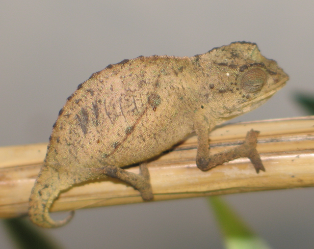 Pygmy Chameleon