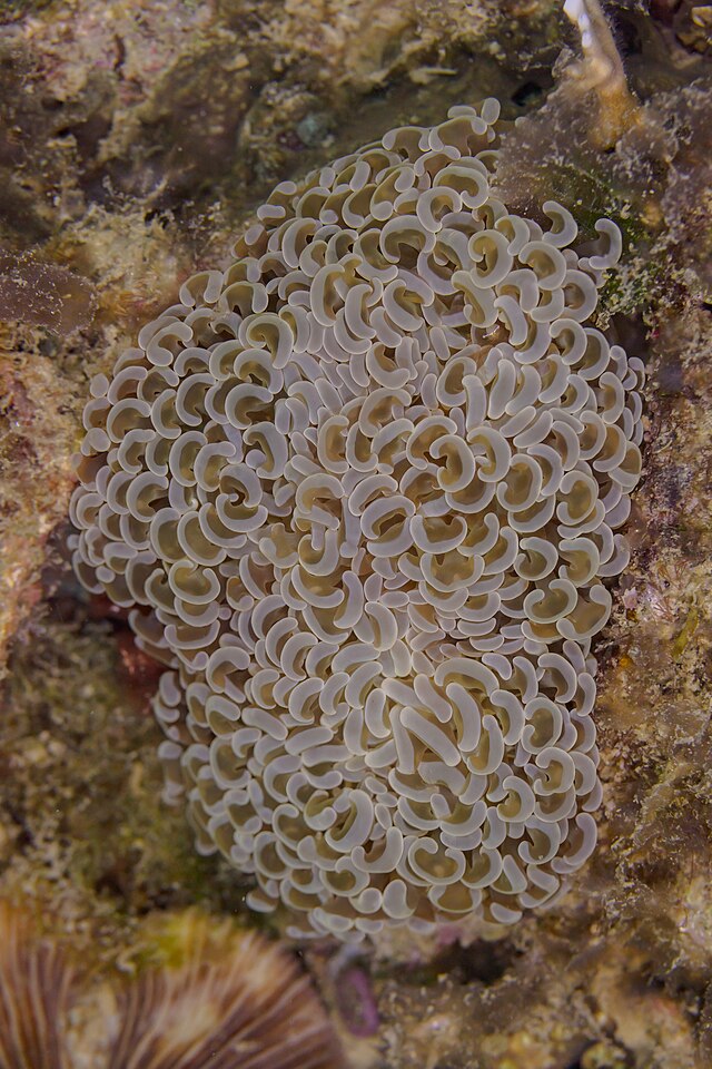 Hammer Coral
