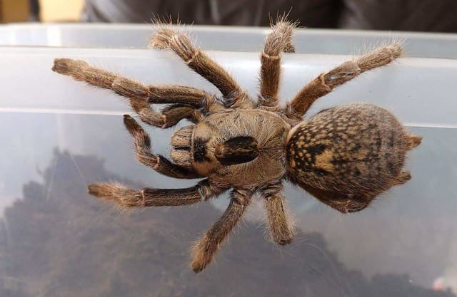 大角狒狒蛛（Ceratogyrus brachycephalus）