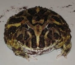 克氏角蛙