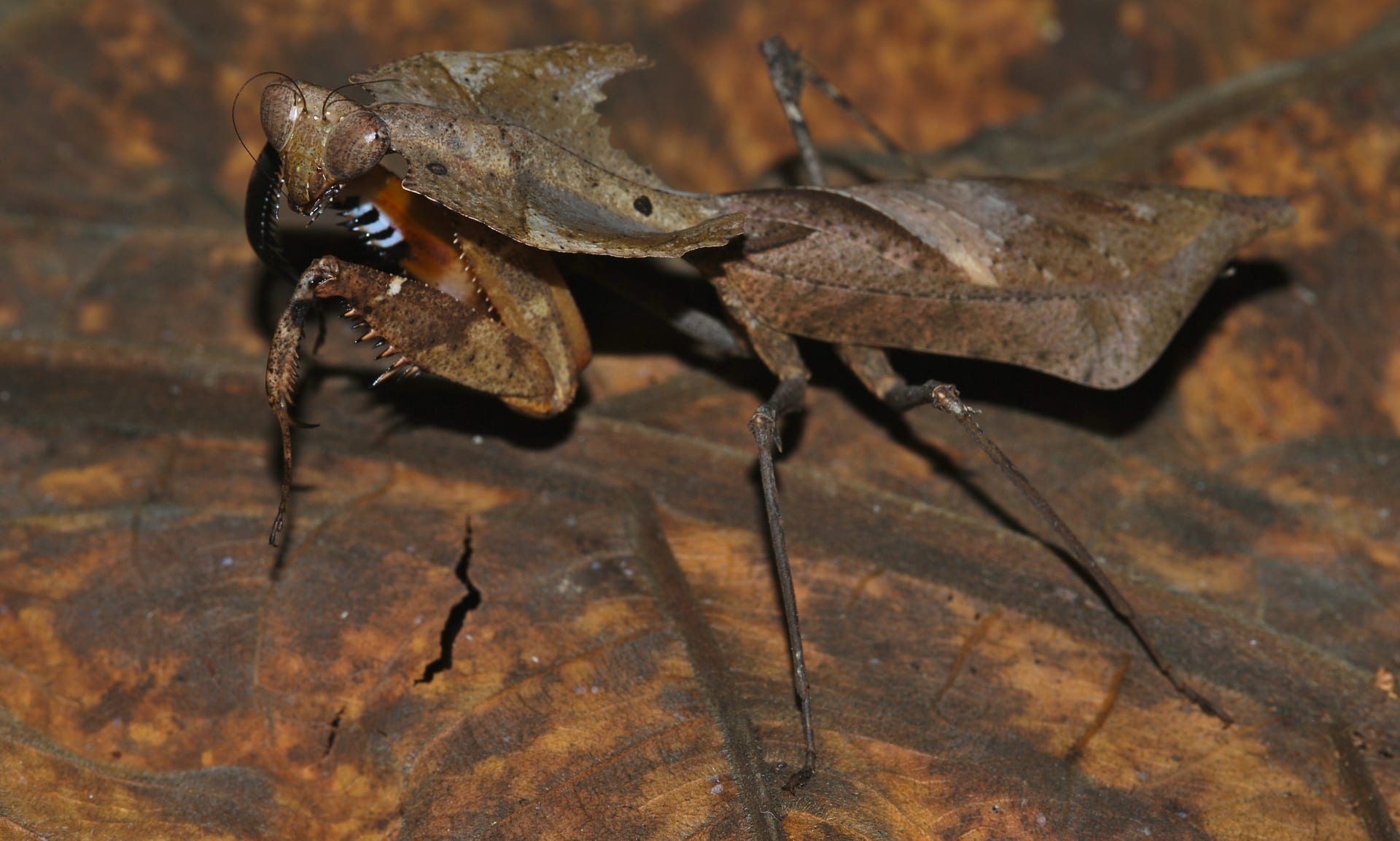 カレハカマキリ