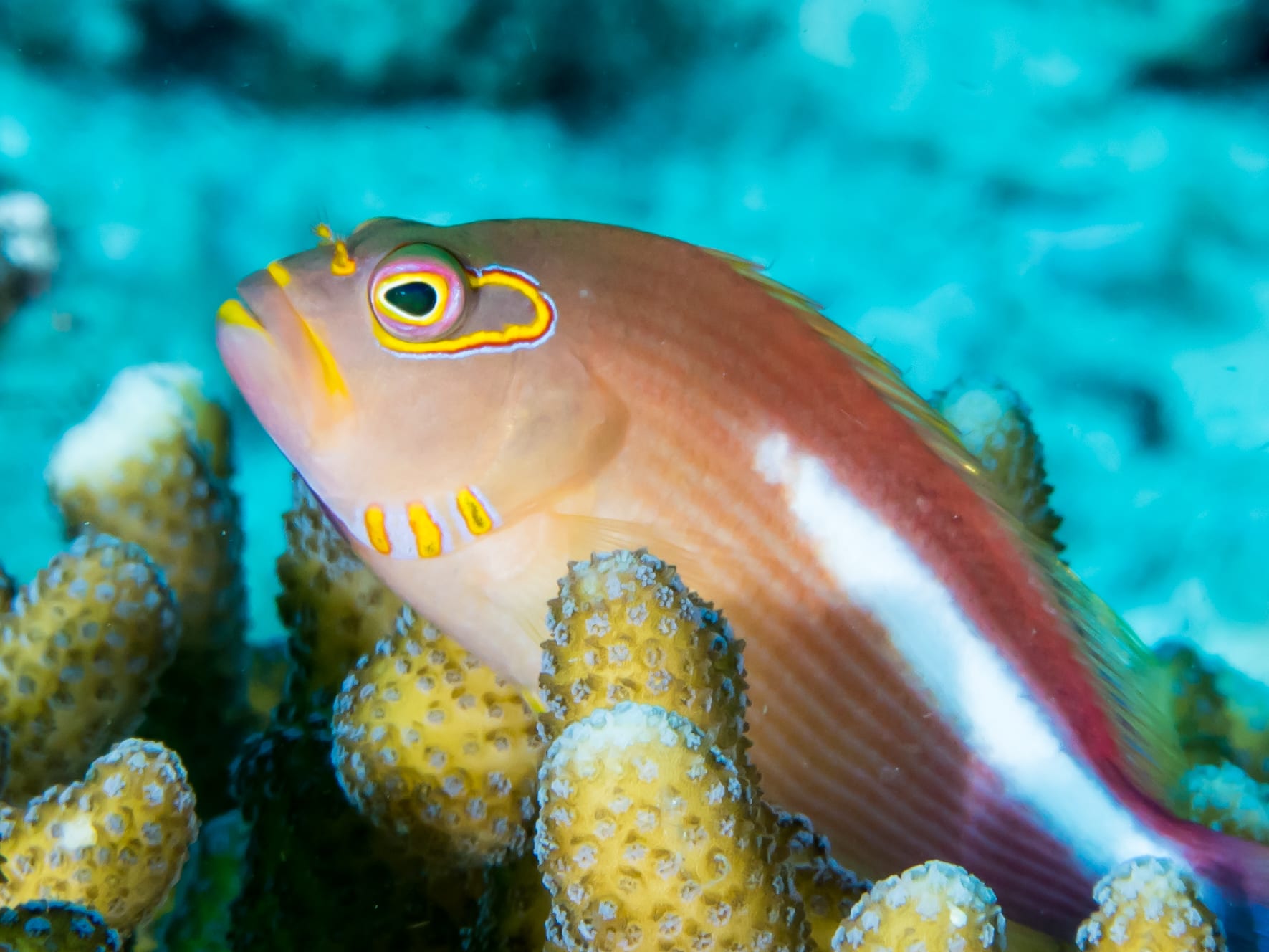 Arc-eye Hawkfish