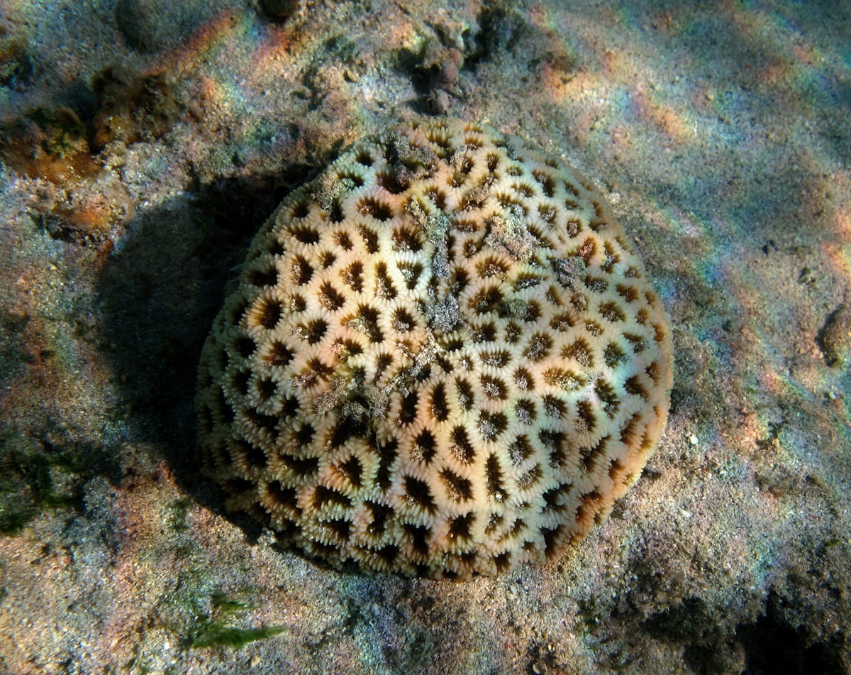 Dipsastraea Pallida