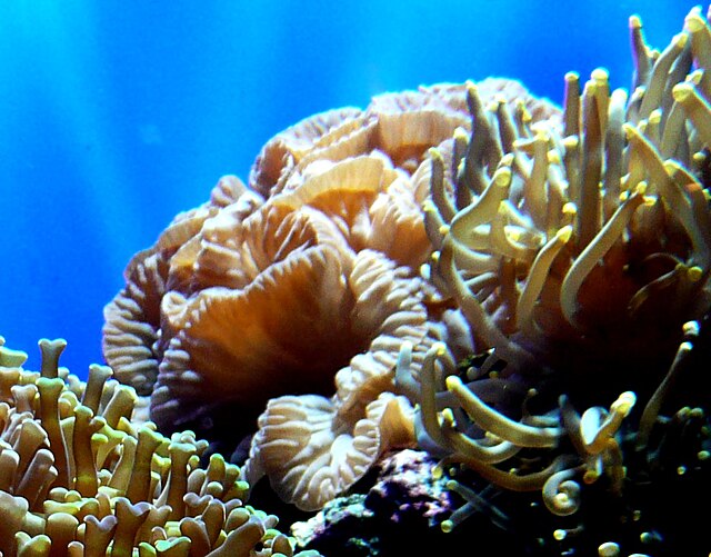 Fox Coral