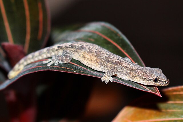 Mourning Gecko
