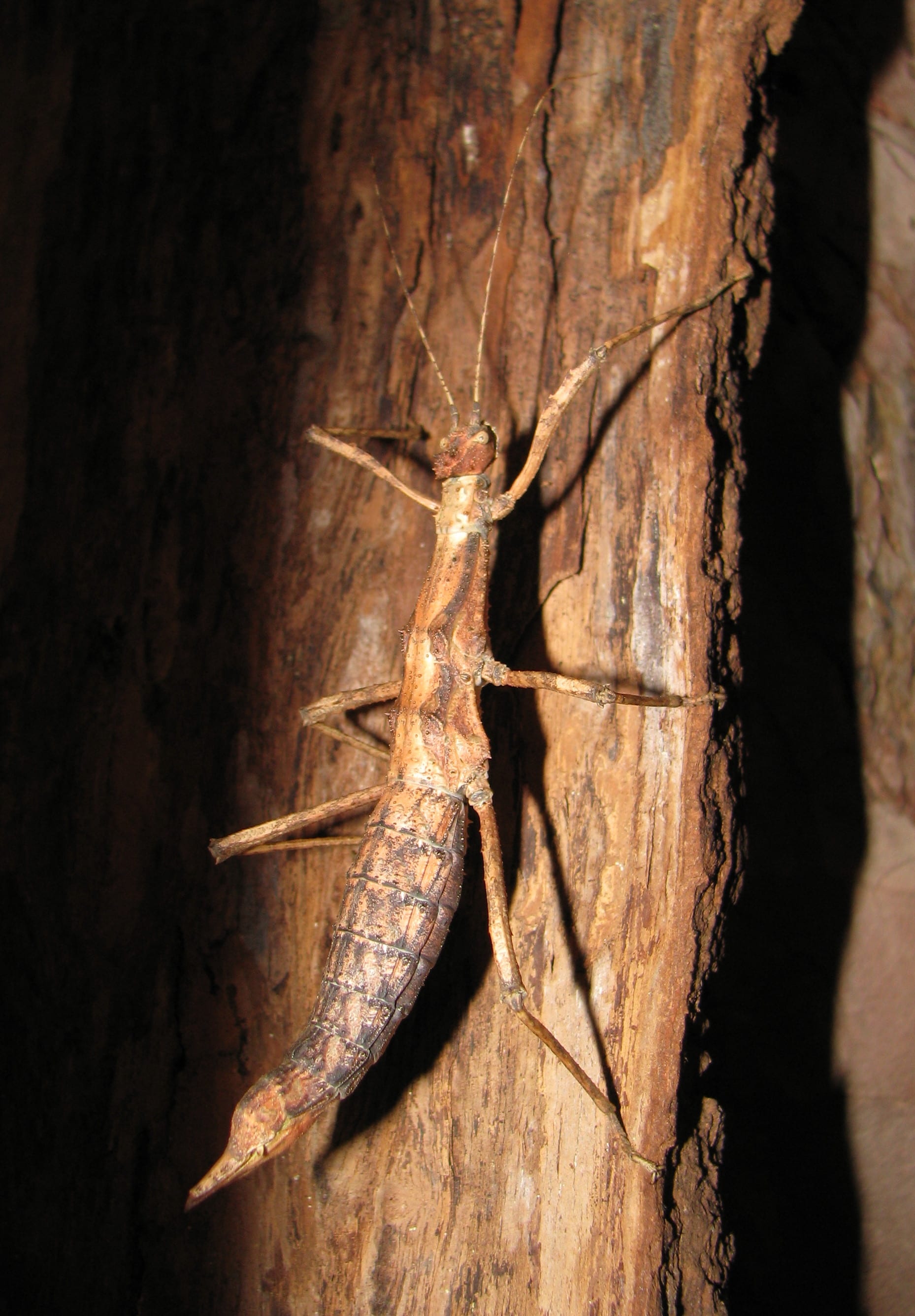 Sungaya Stick Insect