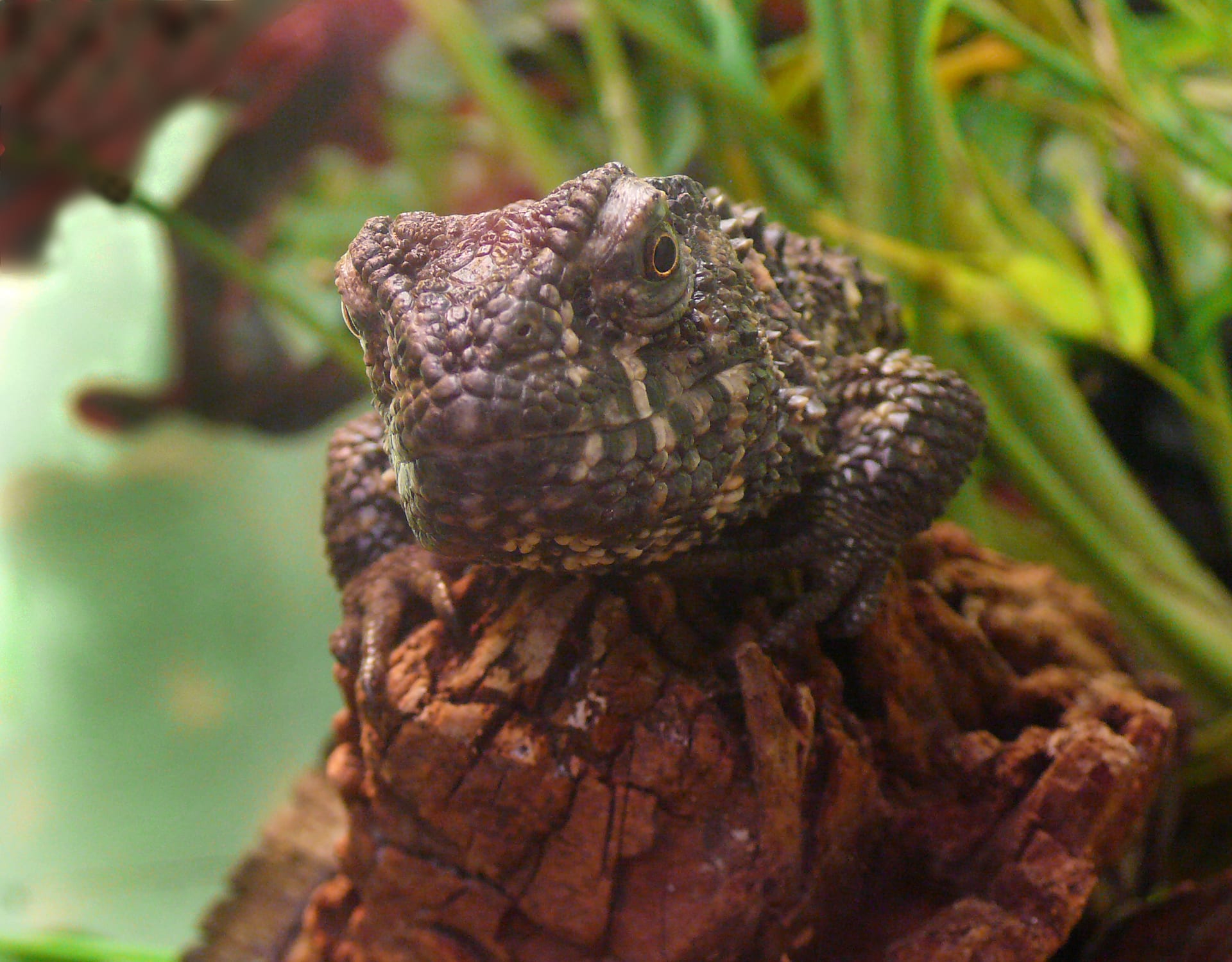 Chinese Crocodile Lizard